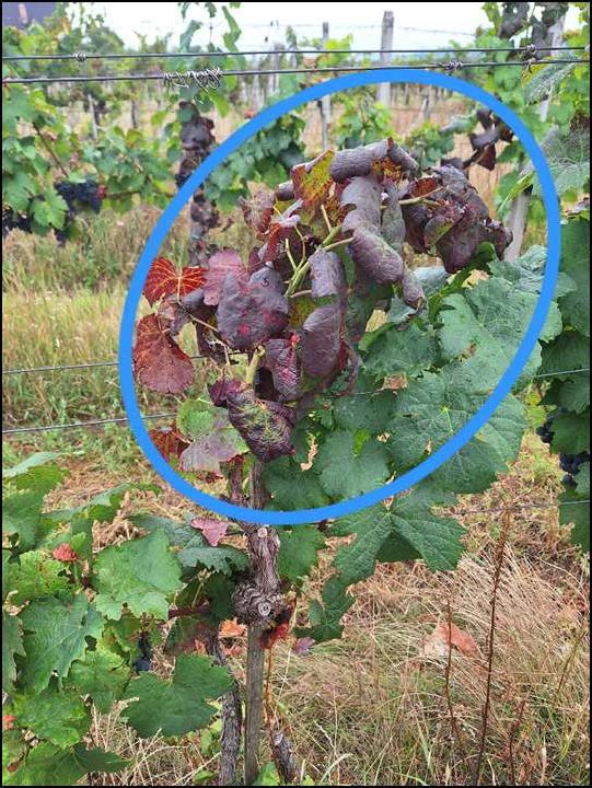 Zlaté žltnutie viniča